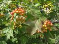 American Cranberrybush Viburnum / Viburnum trilobum  